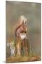 Red Squirrel Sitting on an Old Stump and Eating-null-Mounted Photographic Print