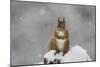 Red Squirrel Sitting on Snow Covered Tree Stump, Glenfeshie, Cairngorms Np, Scotland, February-Cairns-Mounted Photographic Print