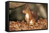 Red Squirrel Sitting Up-null-Framed Stretched Canvas