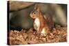 Red Squirrel Sitting Up-null-Stretched Canvas