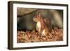 Red Squirrel Sitting Up-null-Framed Photographic Print