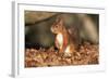 Red Squirrel Sitting Up-null-Framed Photographic Print