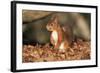 Red Squirrel Sitting Up-null-Framed Photographic Print