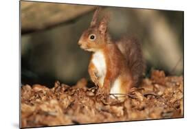 Red Squirrel Sitting Up-null-Mounted Photographic Print