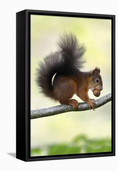 Red Squirrel with Hazel Nut in Mouth on Branch-null-Framed Stretched Canvas