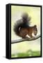 Red Squirrel with Hazel Nut in Mouth on Branch-null-Framed Stretched Canvas