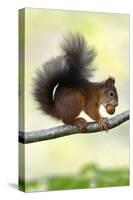 Red Squirrel with Hazel Nut in Mouth on Branch-null-Stretched Canvas