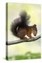 Red Squirrel with Hazel Nut in Mouth on Branch-null-Stretched Canvas