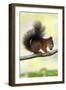 Red Squirrel with Hazel Nut in Mouth on Branch-null-Framed Photographic Print