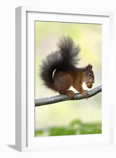 Red Squirrel with Hazel Nut in Mouth on Branch-null-Framed Photographic Print