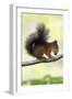 Red Squirrel with Hazel Nut in Mouth on Branch-null-Framed Photographic Print