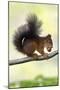 Red Squirrel with Hazel Nut in Mouth on Branch-null-Mounted Photographic Print