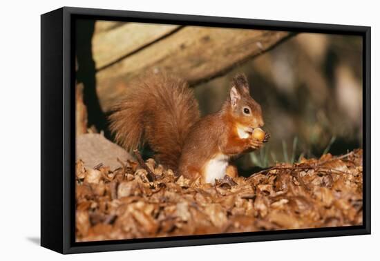 Red Squirrel with Nut, on Woodland Floor, in Leaves-null-Framed Stretched Canvas