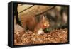 Red Squirrel with Nut, on Woodland Floor, in Leaves-null-Framed Stretched Canvas