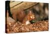 Red Squirrel with Nut, on Woodland Floor, in Leaves-null-Stretched Canvas
