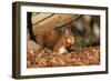 Red Squirrel with Nut, on Woodland Floor, in Leaves-null-Framed Photographic Print