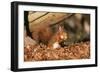 Red Squirrel with Nut, on Woodland Floor, in Leaves-null-Framed Photographic Print