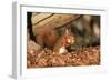 Red Squirrel with Nut, on Woodland Floor, in Leaves-null-Framed Photographic Print