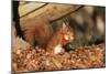 Red Squirrel with Nut, on Woodland Floor, in Leaves-null-Mounted Photographic Print