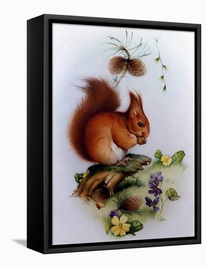 Red Squirrel with Primroses and Violets-Edward Julius Detmold-Framed Stretched Canvas