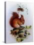 Red Squirrel with Primroses and Violets-Edward Julius Detmold-Stretched Canvas