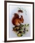 Red Squirrel with Primroses and Violets-Edward Julius Detmold-Framed Giclee Print