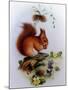 Red Squirrel with Primroses and Violets-Edward Julius Detmold-Mounted Giclee Print