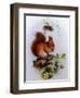 Red Squirrel with Primroses and Violets-Edward Julius Detmold-Framed Giclee Print