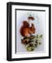 Red Squirrel with Primroses and Violets-Edward Julius Detmold-Framed Giclee Print