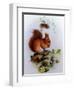 Red Squirrel with Primroses and Violets-Edward Julius Detmold-Framed Giclee Print