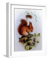 Red Squirrel with Primroses and Violets-Edward Julius Detmold-Framed Giclee Print