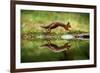 Red squirrel with reflection, leaping in woodland, England-Nick Garbutt-Framed Photographic Print