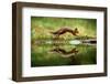 Red squirrel with reflection, leaping in woodland, England-Nick Garbutt-Framed Photographic Print