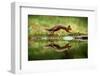 Red squirrel with reflection, leaping in woodland, England-Nick Garbutt-Framed Photographic Print