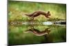 Red squirrel with reflection, leaping in woodland, England-Nick Garbutt-Mounted Photographic Print