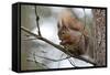 Red Squirrel-null-Framed Stretched Canvas