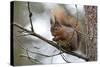 Red Squirrel-null-Stretched Canvas