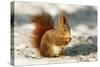 Red Squirrel-null-Stretched Canvas