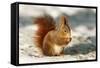 Red Squirrel-null-Framed Stretched Canvas