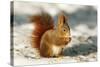 Red Squirrel-null-Stretched Canvas