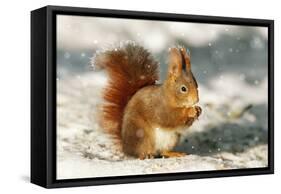 Red Squirrel-null-Framed Stretched Canvas