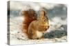 Red Squirrel-null-Stretched Canvas