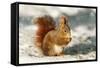 Red Squirrel-null-Framed Stretched Canvas