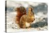 Red Squirrel-null-Stretched Canvas