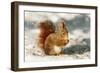 Red Squirrel-null-Framed Premium Photographic Print