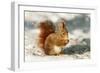 Red Squirrel-null-Framed Premium Photographic Print