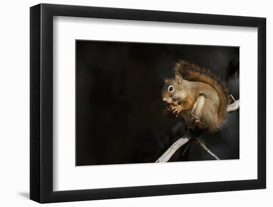 Red Squirrel-Ken Archer-Framed Photographic Print
