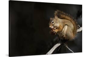 Red Squirrel-Ken Archer-Stretched Canvas