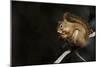 Red Squirrel-Ken Archer-Mounted Photographic Print