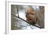 Red Squirrel-null-Framed Photographic Print